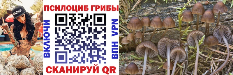 Псилоцибиновые грибы мицелий  Кашин 